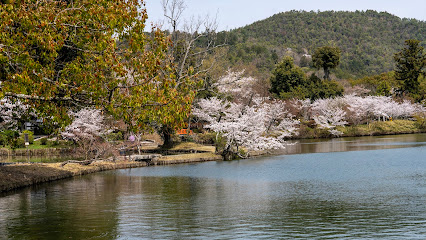 大沢池, 京都
